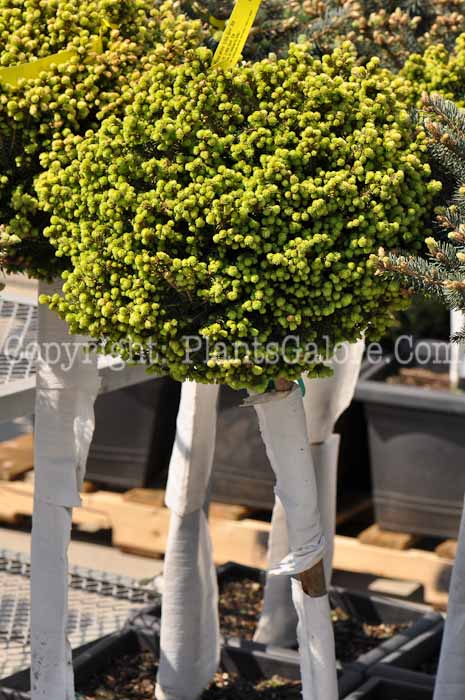 PGC-T-Picea-abies-Little_Gem-0b1-2010