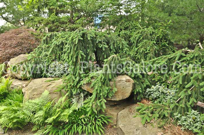 PGC-T-Picea-abies-Pendula-05-12-1