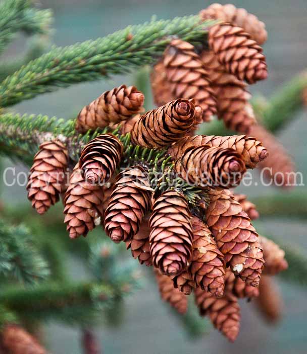 PGC-T-Picea-glauca-1013p-1