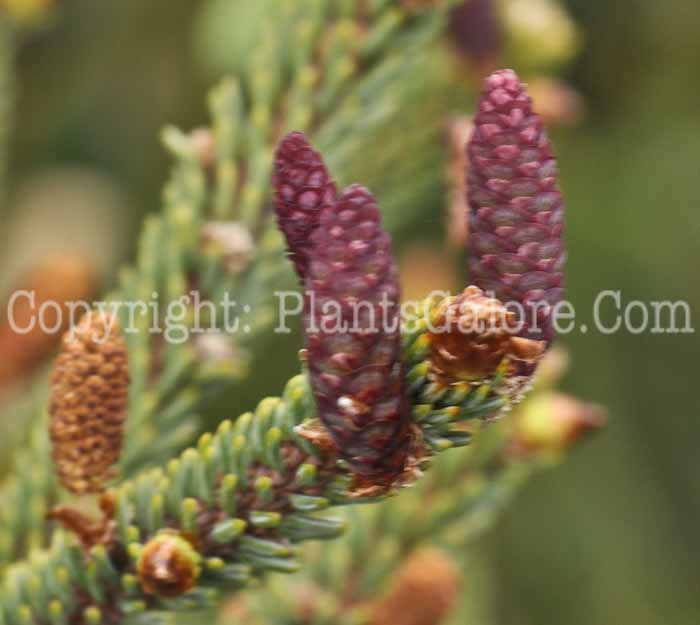 PGC-T-Picea-glauca-Hudsonii-05-2012-2