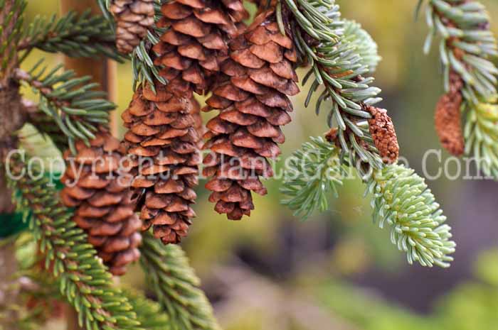 PGC-T-Picea-glauca-Hudsonii-2011-Arrowhead-001