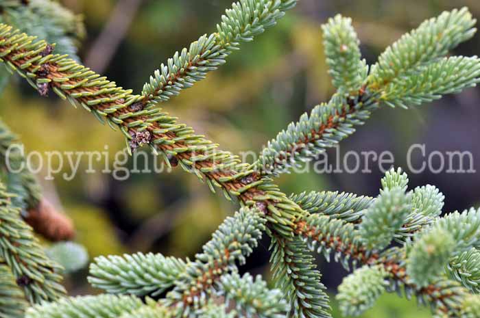 PGC-T-Picea-glauca-Hudsonii-2011-Arrowhead-002