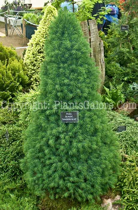 PGC-T-Picea-glauca-Sanders-Blue-09g-2010