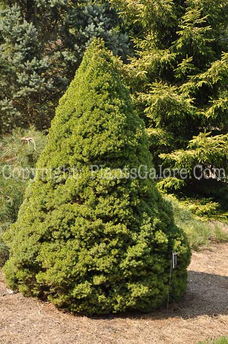 PGC-T-Picea-glauca-Sanders-Blue-2010-01