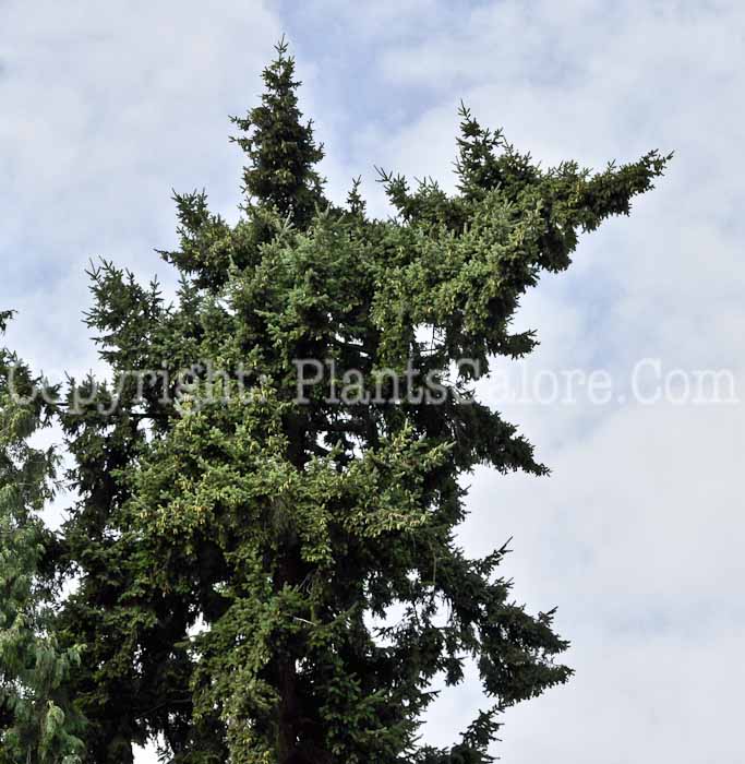 PGC-T-Picea-glauca-WA-8-2011-061