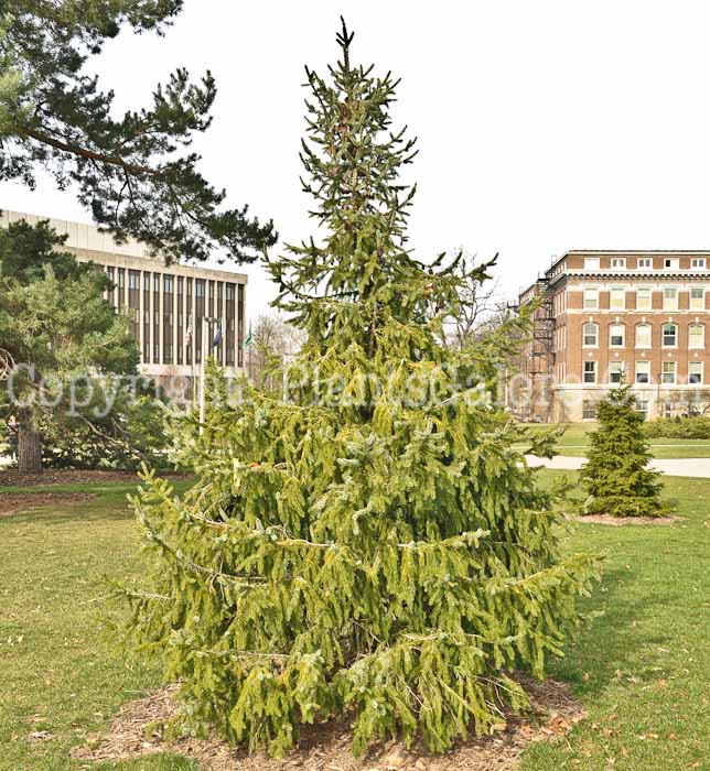 PGC-T-Picea-omorika-2010-001