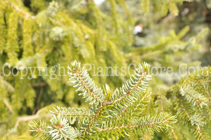 PGC-T-Picea-omorika-2010-004