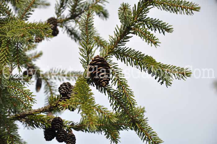 PGC-T-Picea-orientalis-2010-001