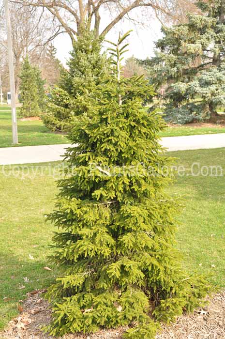 PGC-T-Picea-orientalis-2010-003