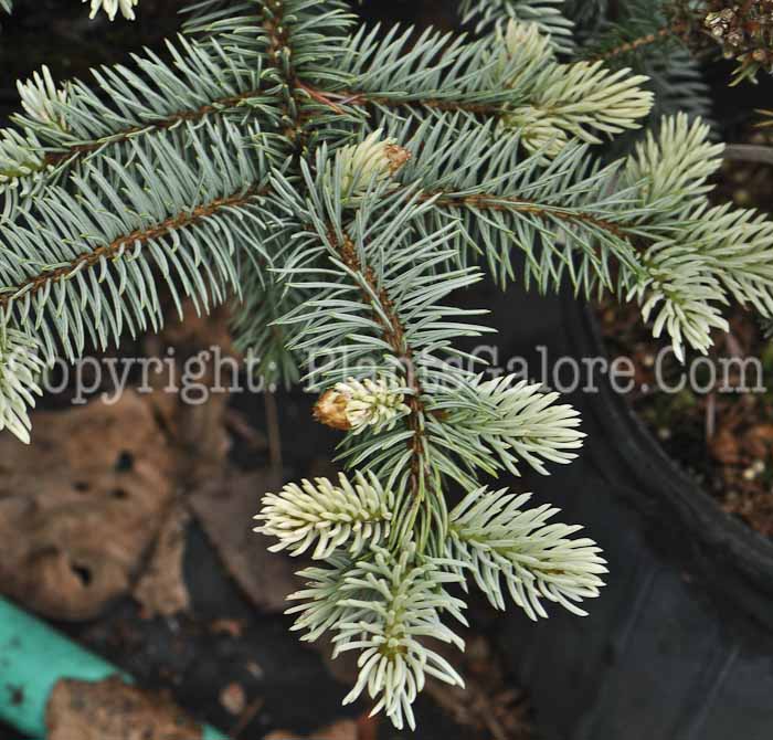 PGC-T-Picea-pungens-Endtz-2011-Arrowhead-001