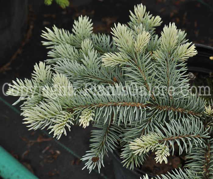 PGC-T-Picea-pungens-Endtz-2011-Arrowhead-002