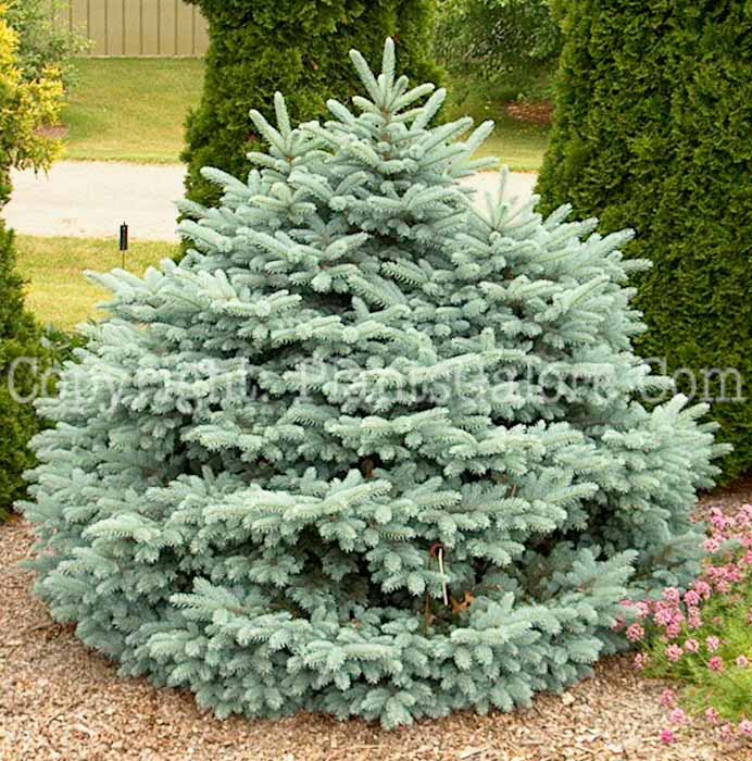 PGC-T-Picea-pungens-Glauca-Globosa-HLG-1