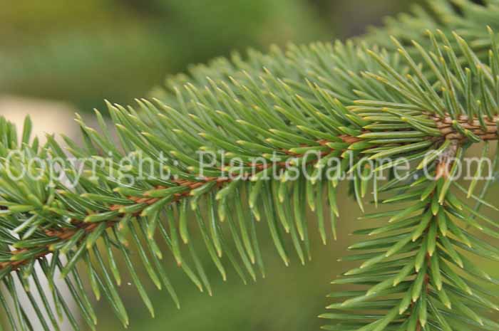 PGC-T-Picea-sitchensis-Snake-2011-Arrowhead-002