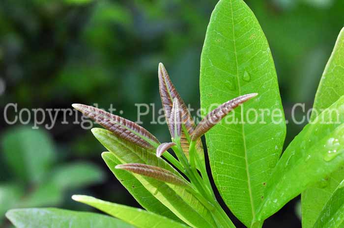 PGC-T-Pimenta-dioica-aka-Allspice-813d-4
