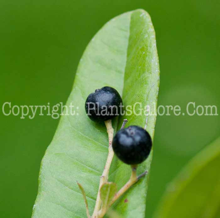 PGC-T-Pimenta-dioica-aka-Allspice-0913a-1