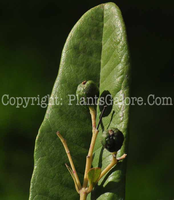 PGC-T-Pimenta-dioica-aka-Allspice-813d-2