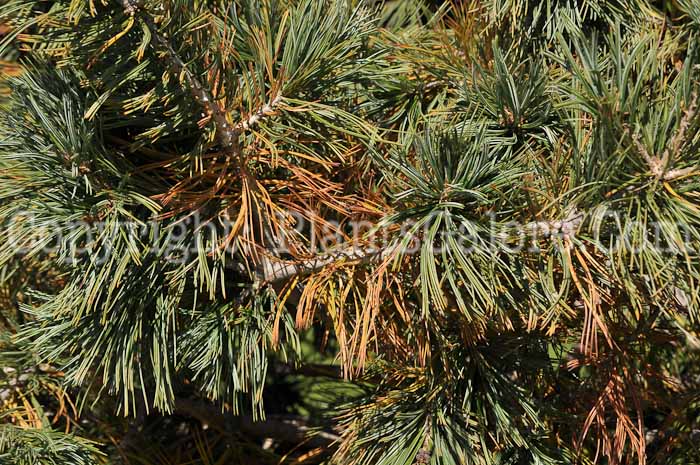 PGC-T-Pinus-flexilis-MSU-9-2011-001