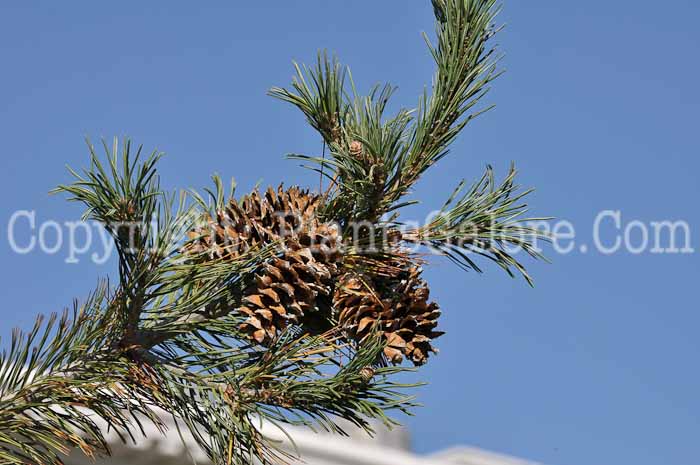 PGC-T-Pinus-flexilis-MSU-9-2011-003