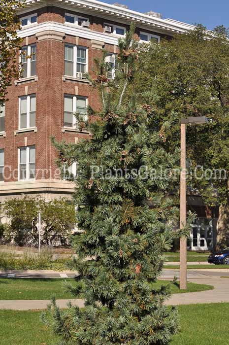 PGC-T-Pinus-flexilis-MSU-9-2011-005