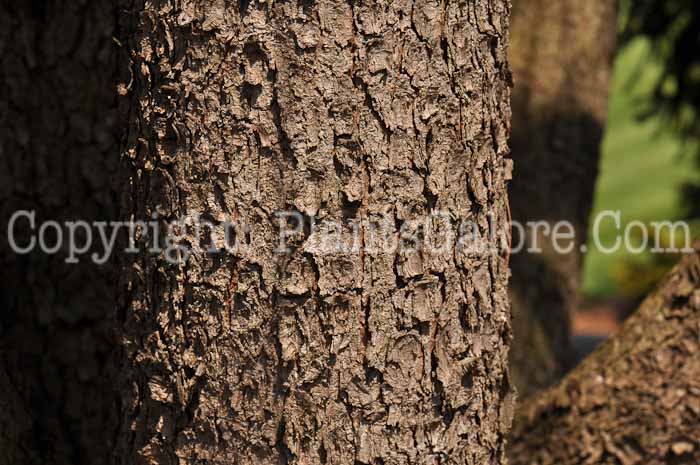 PGC-T-Pinus-flexilis-Vanderwolfs-Pyramid-2010-03