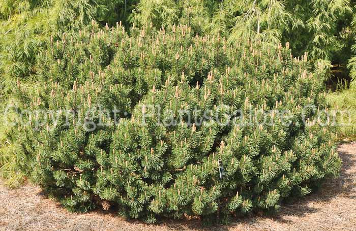 PGC-T-Pinus-mugo-Slow-Mound-2010-01
