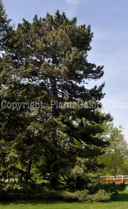PGC-T-Pinus-nigra-msu-04-2012-2