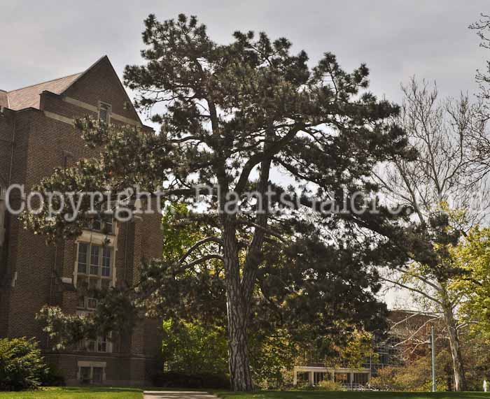 PGC-T-Pinus-nigra-msu-04-2012-3