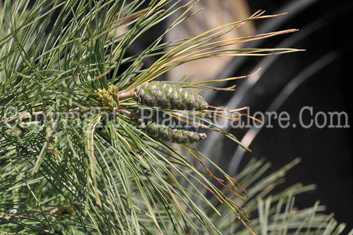 PGC-T-Pinus-strobus-Fastigiata-05-2012-02