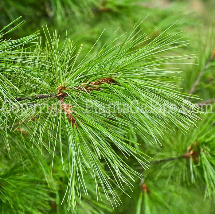PGC-T-Pinus-strobus-aka-White-Pine-16