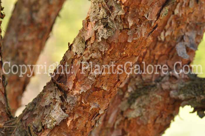 PGC-T-Pinus-sylvestris-Beuvronensis-2010-05