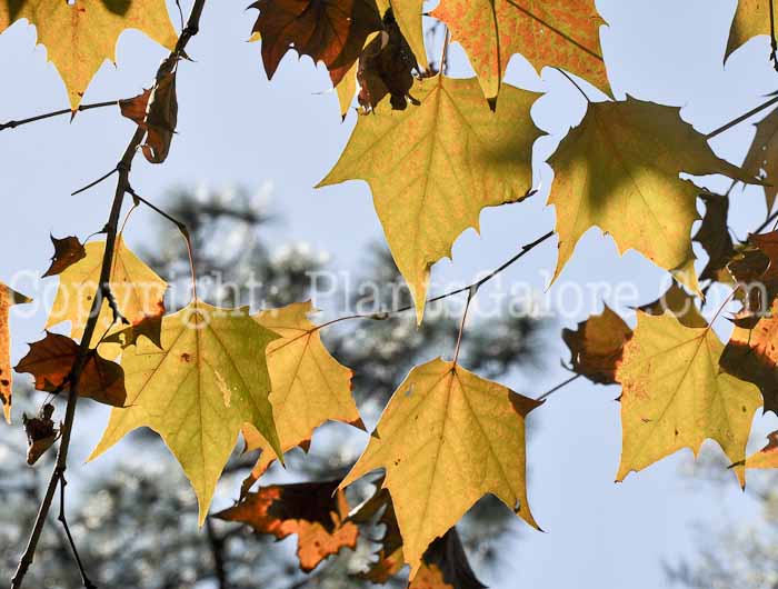 PGC-T-Platanus-mexicana-mexican-sycamore-LeuGardens-03-2012-1-1