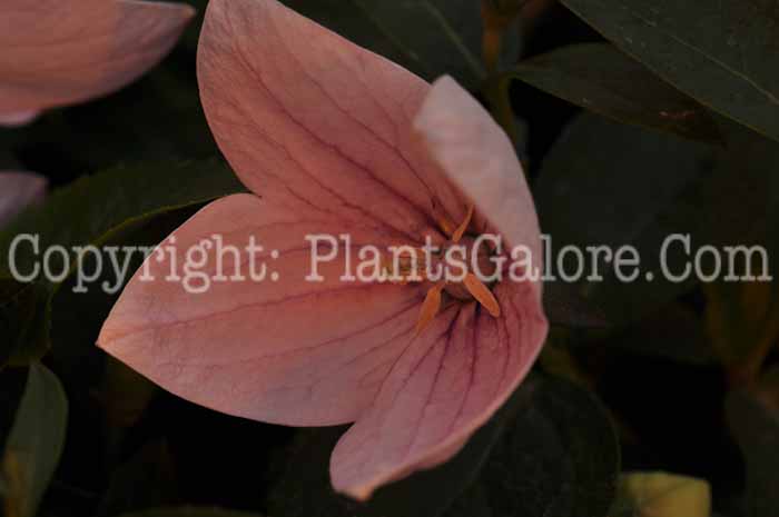 PGC-P-Platycodon-Astra-Pink-2011-05-002