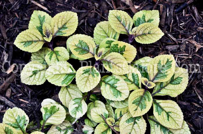 PGC-P-Plectranthus-Lemon-Lime-08-2012-1