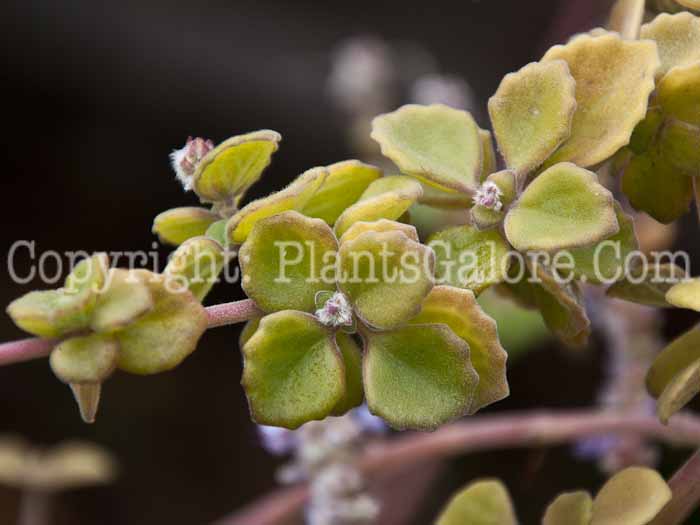 PGC-S-Plectranthus-tomentosa-aka-Vicks-Vaporub-Plant-0114-9