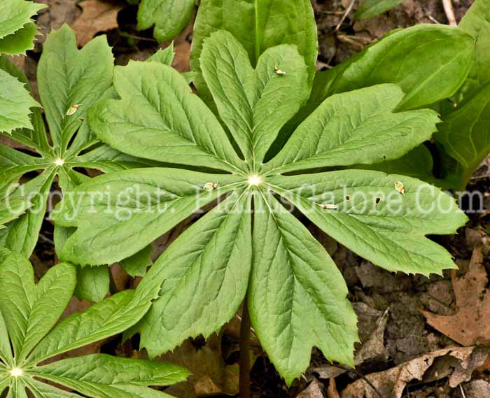 PGC-P-Podophyllum-peltatum-aka-Mayapple-leaf-2