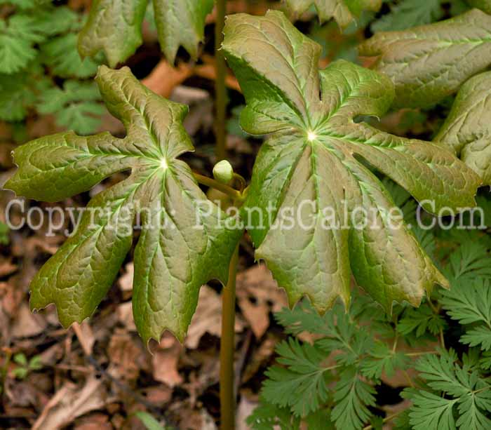 PGC-P-Podophyllum-peltatum-aka-Mayapple-leaf-3