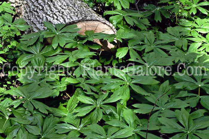PGC-P-Podophyllum-peltatum-aka-Mayapple-leaf-4