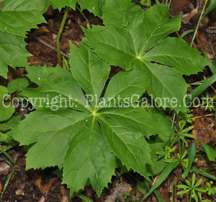 PGC-P-Podophyllum-peltatum-aka-Mayapple-leaf-5