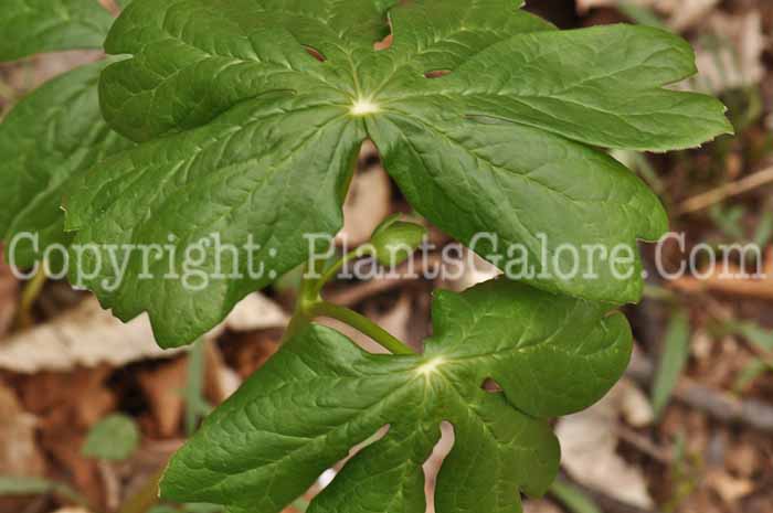 PGC-P-Podophyllum-peltatum-aka-Mayapple-leaf-6