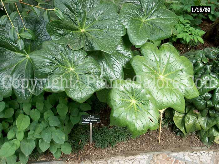PGC-P-Podophyllum-pleianthum-Chinese-Mayapple-0rr-2010