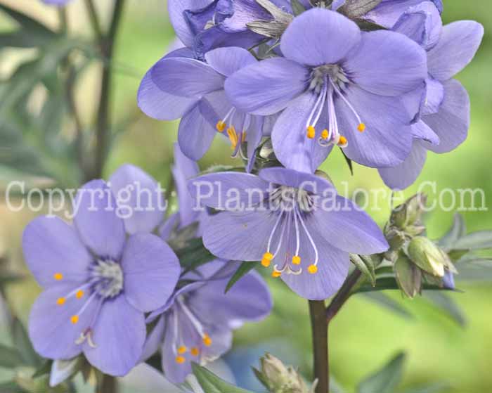 PGC-P-Polemonium-Bressingham-Purple-aka-Jacobs-Ladder-5