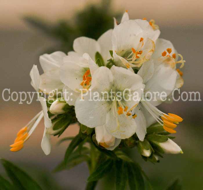 PGC-P-Polemonium-White-aka-Jacobs-Ladder-2