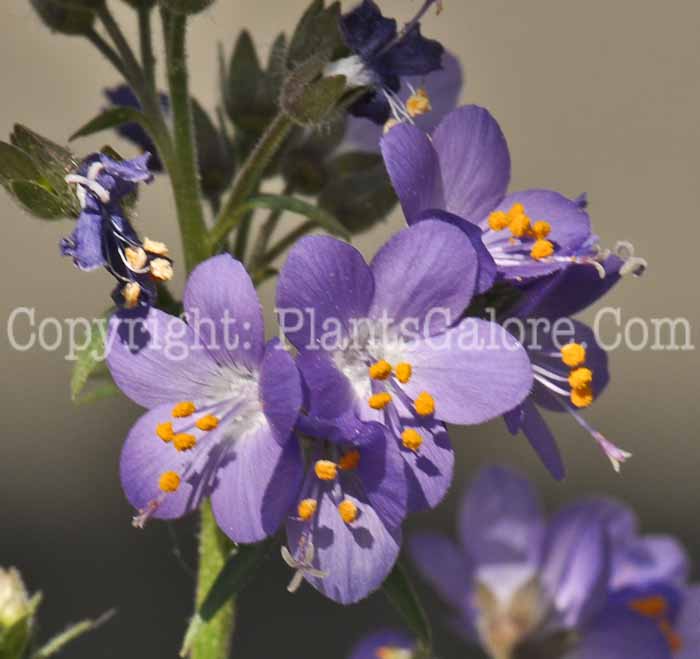 PGC-P-Polemonium-caeruleum-aka-Jacobs-Ladder-1