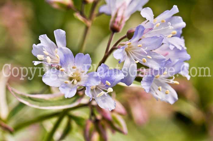 PGC-P-Polemonium-caeruleum-aka-Jacobs-Ladder-3