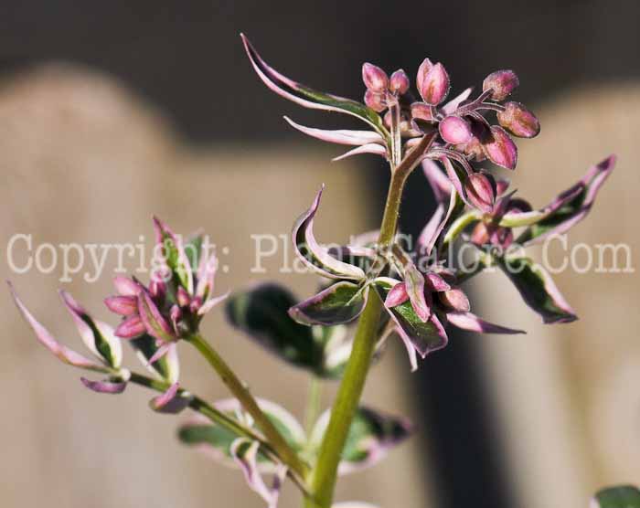PGC-P-Polemonium-reptans-aka-Jacobs-Ladder-1