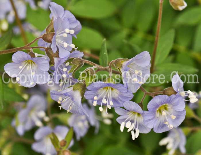 PGC-P-Polemonium-reptans-aka-Jacobs-Ladder-2
