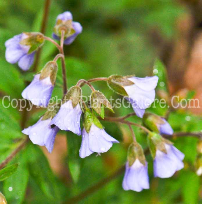 PGC-P-Polemonium-reptans-aka-Jacobs-Ladder-6