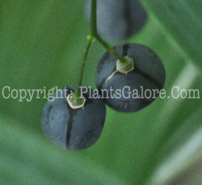 PGC-P-Polygonatum-commutatum-Beal-8-2011-002