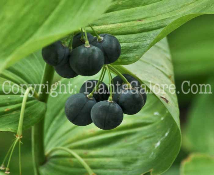 PGC-P-Polygonatum-commutatum-MSU-8-2011-004
