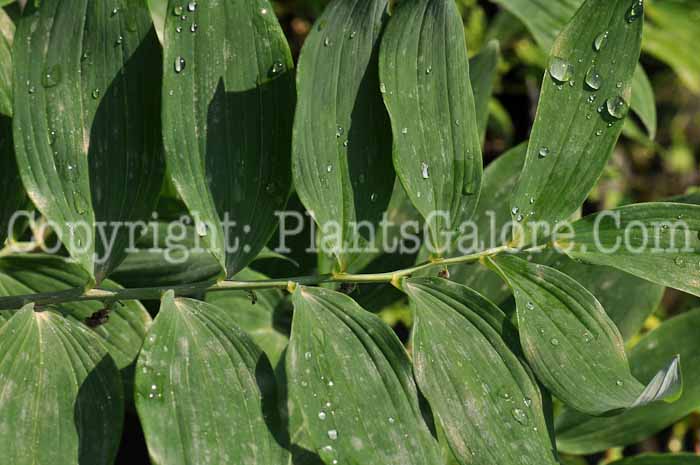 PGC-P-Polygonatum-x-hybridum-Valeries-Song-1